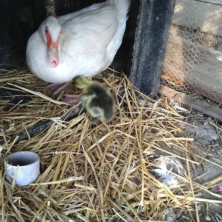 Couette-café Ma Maison Bleue