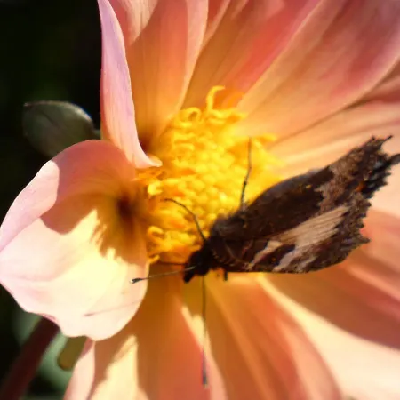 Bed and Breakfast Ma Maison Bleue 3*