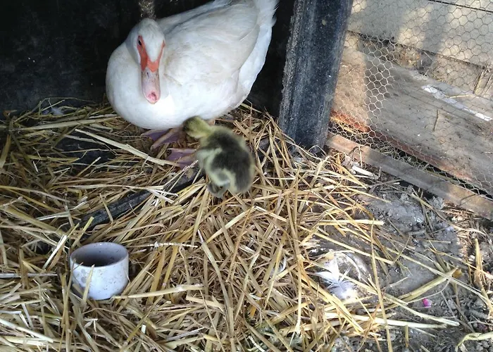 Panzió Ma Maison Bleue