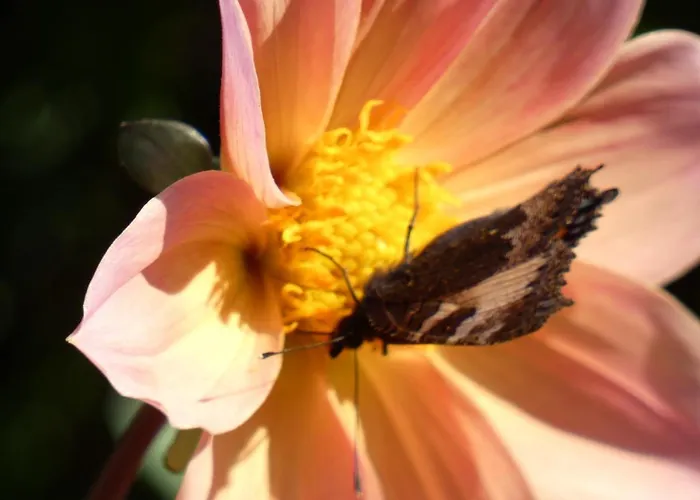 Nocleg ze śniadaniem Ma Maison Bleue 3*